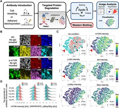 Targeted protein degradation by Trim-Away using cell resealing coupled with microscopic image-based quantitative analysis